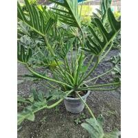 ราคา ฟิโลเดนดรอน ซานาดู (Philodendron Xanadu) (24563508727)