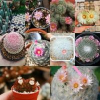 ราคา จัดโปร เมล็ดกระบองเพชร เมล็ดแคคตัส แมมขนนกขาว แมมขนแกะ แมมขนนกเหลือง แมมฮูก เรนโบว์ ยิมโน แมมเม็ดพริก (5602583984)
