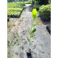 ราคา ต้นกระถินเทพา ปลูกไว้ปรับสภาพดิน ต้นสูง80-100ซม. (29462491530)