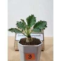 ราคา มะพร้าวทะเลทราย horwoodii พร้อมส่ง (5592197415)