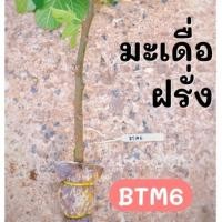 ราคา กิ่งตอนมะเดื่อฝรั่ง (BTM6) (9740986315)