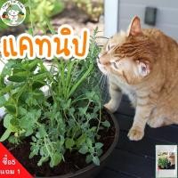 ราคา เมล็ดพันธุ์ แคทนิป กัญชาแมว Catnip Seed 500 เมล็ด (5374213865)