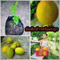 ราคา ต้นฟักข้าว#พร้อมปลูก#ฟักข้าว (8282101262)