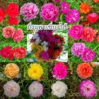 ราคา แพรเซี่ยงไฮ้ กิ่งแพรเซี่ยงไฮ้ (แบบเลือกสี) กิ่งพันธุ์อวบๆยาวๆ (9174219480)