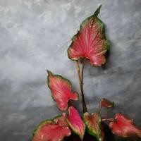 ราคา ปลาบู่ทอง บอนสี บอนสีหายาก (16428039089)