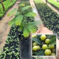 ราคา ต้นมะขามป้อมยักษ์ ต้นเตี้ย (11408783716)