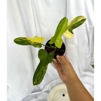ราคา Philodendron violin var./ฟิโลไวโอลินด่าง/Philodendron bipennifolium (23246625631)
