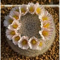 ราคา แมมเลนต้า (Mammillaria Lenta) ราชินีสายแมม ขึ้นชื่อว่าดอกน่ารักเป็นมง Size M (9433321305)