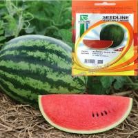 ราคา เมล็ดพันธุ์แตงโม เมล็ดพันแตงโม เมล็ดแตงโม แตงโม ต้นแตงโม เมล็ดผักต่างๆ เมล็ดพันธุ์ผัก เมล็ดพันธุ์ไม้ เมล็ดพันธุ์ (12) (11476783062)