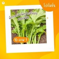 ราคา ผักกาดเขียวน้อยใบสร้อย เมล็ดพันธุ์ผัก ผักสวนครัว 10แถม1คละได้ (18794342366)