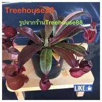 ราคา ต้นหม้อข้าวหม้อแกงลิง ต้นไม้กินแมลง (27520194920)