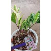 ราคา ต้นกวักมรกตด่างฟอร์มกอด่างสวยมาก (12414943696)