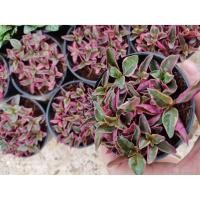 ราคา ต้นเกล็ดทับทิม กระถาง 3นิ้ว 29 บาท (8202591530)