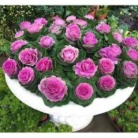 ราคา พันธุ์ปูเล่(คละสี) 100เมล็ด ผักกินใบ ผักประดับ ผักสวนครัว (18696445828)