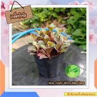 ราคา ต้นเกล็ดทับทิม เกล็ดทับทิม ต้นไม้จิ๋ว ต้นไม้มงคลจิ๋ว ในกระถาง ขนาด3นิ้ว ไม้ฝอกอากาศ ไม้มงคล ต้นไม้มินิ วางบนโต๊ะทำงาน (14807809190)
