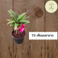 ราคา ต้นเทียนมหาลาภ#ไม้มงคล (10256334355)