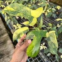 ราคา ฟิโล ก้ามกุ้งด่าง (เพาะเลี้ยงเนื้อเยื่อ) Philodendron Floridabeauty (25614511620)