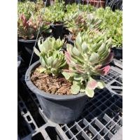 ราคา ต้นว่านพญานาคราชด่าง กระถาง 6" (6066740355)