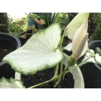 ราคา บอนสี กวนอิม บอนThai caladium (10548040089)