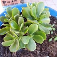 ราคา ต้นคลาสซูล่า ( Crassula Ovata)ต้นใบเงิน มีหลายขนาดให้เลือก (14416309419)
