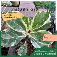 ราคา ไทรใบสักด่างขาว กระถาง 8 นิ้ว ด่างสวย (18520611377)
