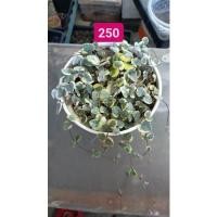 ราคา สายป่านดวงใจด่างชมพู (20366562927)