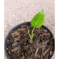 ราคา บอนกระดาดด่างขาวสายลุ้น (11122732959)