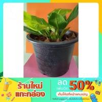 ราคา ต้นเศรษฐีรวยทรัพย์ กระถาง 7 นิ้ว (8970174976)