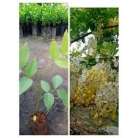 ราคา ต้นคูนขาว ต้นดอกคูณขาว ไม้มงคลไม้ประดับ (17238651083)