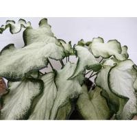 ราคา บอนสี กวนอิม ราชินีบอนสี (13264800417)