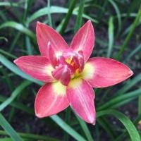 ราคา บัวดิน พระลอ บัวดินกลีบเกิน รอบหัว 4-5cm. (1518727034)