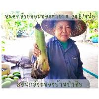 ราคา หน่อกล้วยหอมทอง ท่ายาง แท้ 100% หน่อละ 24 บาท (8644179076)