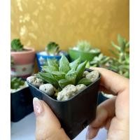 ราคา ฮาโวเทีย....Haworthia (10109430426)