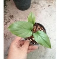 ราคา เสน่ห์จันทร์เงินแท้ส่งเป็นต้นมี2-5ใบกระถาง4-6นิ้ว #เสน่ห์จันทร์ประกายดาว #เสน่ห์จันทร์เงิน #เสน่ห์จันทร์บุษราคัม (15239218830)