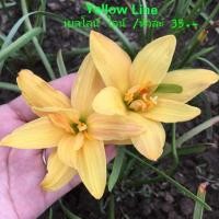 ราคา บัวดินYellowlineบัวดินสีเหลือง (16590856357)