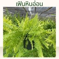 ราคา เฟิร์นหินอ่อน เฟิร์นบอสตันหินอ่อน เฟิร์นลายหินอ่อน (20690328222)