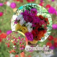 ราคา กิ่งพันธุ์แพรเซี่ยงไฮ้ แพรเซี่ยงไฮ้ 250 กรัม (17361879131)