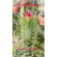 ราคา ทิลแลนเซีย ฟังเกียน่า (15025026498)