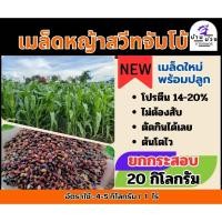 ราคา ✅ สวีทจัมโบ้ เมล็ดหญ้าสวีทจัมโบ้ 20 กิโลกรัม #พร้อมปลูก(รับประกันการงอก) หญ้าเลี้ยงสัตว์ พันธ์ุหญ้า หญ้าเลี้ยงวัว (24084123912)