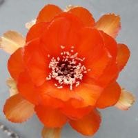 ราคา Cake Cactus Farm กระบองเพชร Lobivia L19 โลบิเวีย ดอกส้มแสบตา (3937701919)