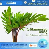 ราคา ใบฟิโลเดนดรอน ซานาดู | Cut Philodendron Xanadu (14749046008)