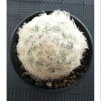 ราคา แมมขนนกขาว (Mammillaria plumosa) (3154268768)