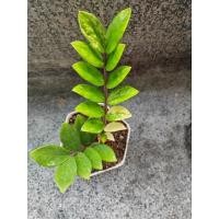 ราคา กวักด่าง​ กวักมรกตด่าง (26910401705)