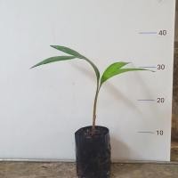 ราคา ต้นสละกุลาปาเซะ (Salak Gula Pasir) สละรสหวาน ติดผลได้ในต้นเดียว (20856621940)