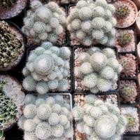 ราคา กระบองเพชร แคคตัส (Cactus) แมมเข็มเงิน (Mammillaria geminispina) ฟอร์มกอ จัดส่งทั้งกระถาง (7209759949)