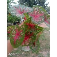 ราคา บอนสีเจ้ากรุงเดนมาร์ก (12839476258)