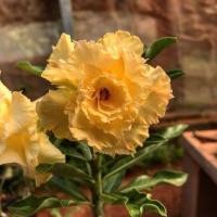 ราคา 4 เมล็ด ชวนชม สายพันธุ์ Lawrence สีเหลือง กุหลาบทะเลทราย Desert Rose Adenium Seeds (22045951623)