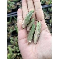 ราคา เก๋งจีน หน่อเด็ดสด กระบองเพชร (21949682023)