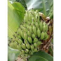 ราคา กล้วยมูสีกล้วยหอมสีเขียวพันธุ์เตี้ย (11519426078)