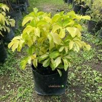 ราคา ต้นหนวดปลาหมึก หนวดปลาหมึกแคระด่าง (Miniature Umbrella Plant) หนวดปลาหมึกด่าง ไม้ประดับ ใบสวย (รับประกันสินค้า) (25413452478)